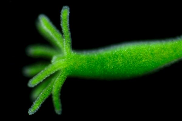 Kraken darknet market зеркало